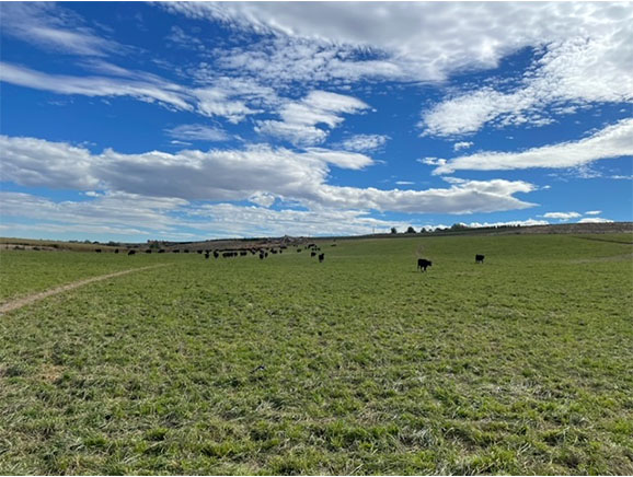 Cows in pasture at the Royal Ranch in Columbia Basin, Washington